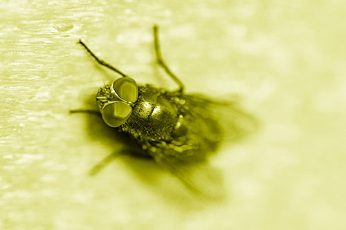 Blow Fly Spread Vertically (Yellow Shade)