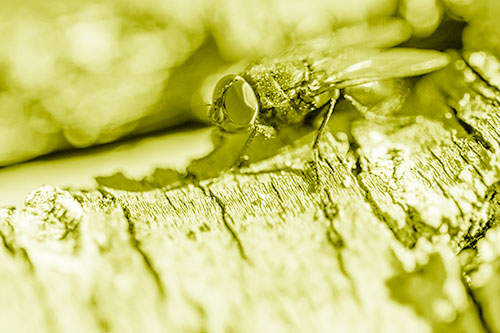Blow Fly Standing Atop Broken Tree Branch (Yellow Shade Photo)