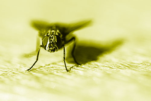 Blow Fly Standing Guard (Yellow Shade Photo)