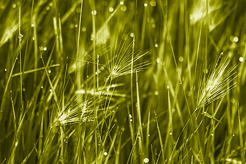 Blurry Water Droplets Clamp Onto Reed Grass (Yellow Shade Photo)