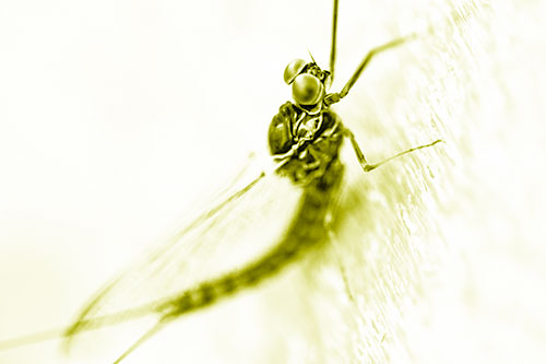 Body Bending Mayfly Resting Vertically (Yellow Shade Photo)