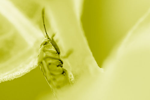 Boxelder Beetle Crawling Up Plant Stem (Yellow Shade Photo)