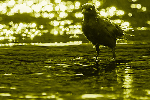 Brewers Blackbird Watches Water Intensely (Yellow Shade Photo)