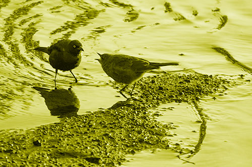 Brewers Blackbirds Feeding Along Shoreline (Yellow Shade Photo)
