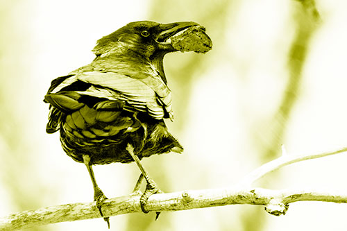 Brownie Crow Perched On Tree Branch (Yellow Shade Photo)