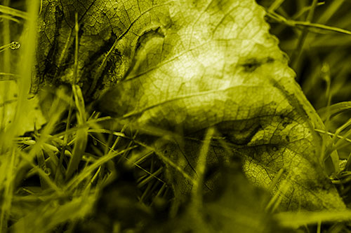 Bruised Rotting Leaf Face Among Grass (Yellow Shade Photo)
