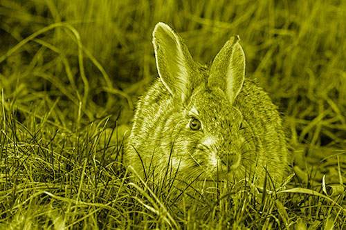 Bunny Rabbit Lying Down Among Grass (Yellow Shade Photo)