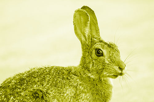 Bunny Rabbit Taking Gander Around Park (Yellow Shade)