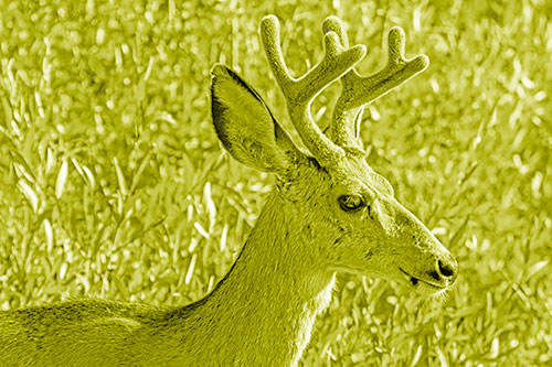 Calm Mule Deer Casually Wandering Around Vegetation (Yellow Shade)