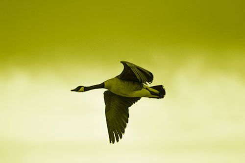 Canadian Goose Flying Among Sunrise (Yellow Shade Photo)