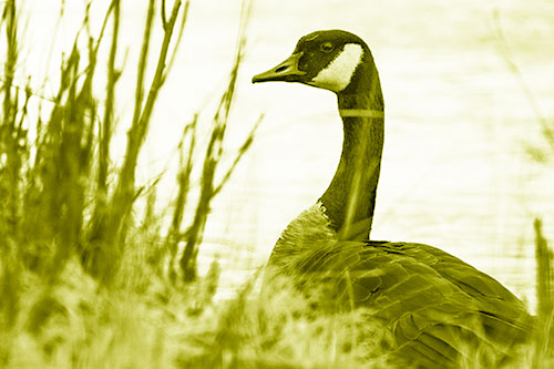 Canadian Goose Hiding Behind Reed Grass (Yellow Shade Photo)