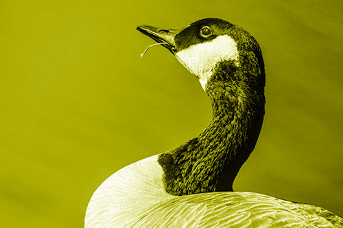 Canadian Goose Munches Single Grass Blade (Yellow Shade)