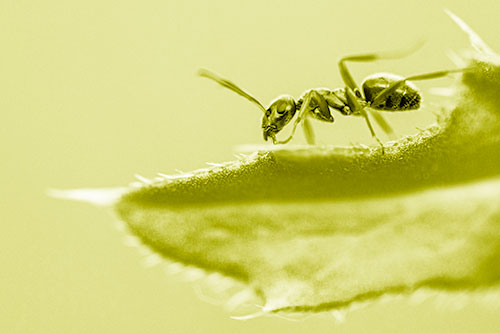 Carpenter Ant Crawls Across Spiky Thistle Leaf (Yellow Shade)