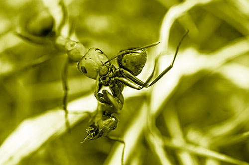 Carpenter Ant Uses Mandible Grips To Haul Dead Corpse (Yellow Shade Photo)