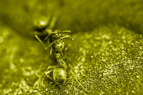 Carpenter Ants Battling Over Territory (Yellow Shade Photo)