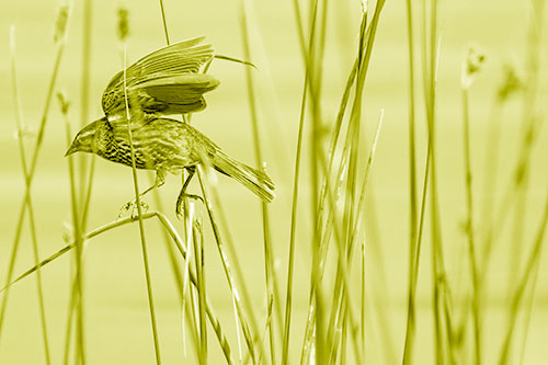 Cattail Jumping Female Red Winged Blackbird (Yellow Shade)