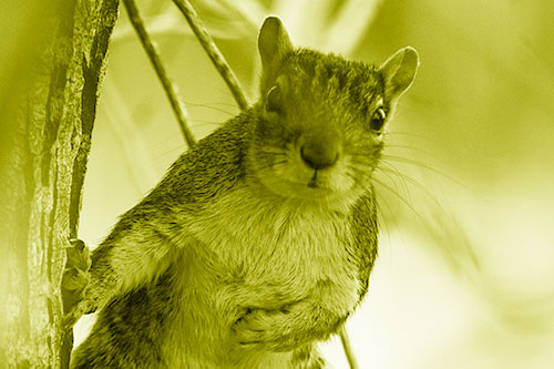 Chest Holding Squirrel Leans Against Tree (Yellow Shade Photo)