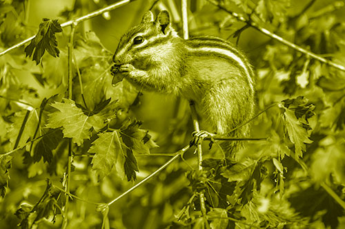 Chipmunk Feasting On Tree Branches (Yellow Shade Photo)