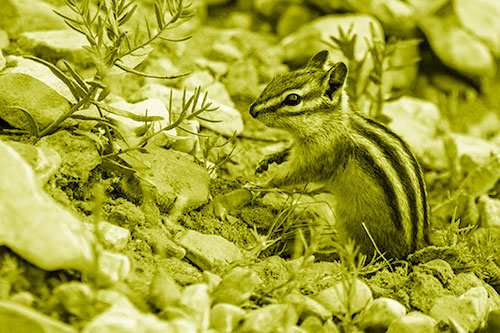 Chipmunk Ripping Plant Stem From Dirt (Yellow Shade Photo)