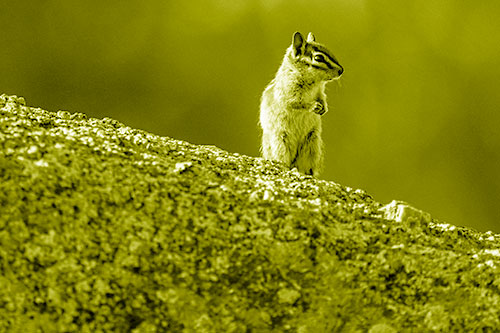 Chipmunk Standing Atop Sloping Fungi Rock (Yellow Shade Photo)