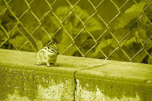 Chipmunk Walking Along Wet Concrete Wall (Yellow Shade Photo)