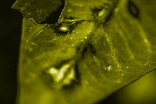 Chipped Vein Decaying Leaf Face (Yellow Shade Photo)