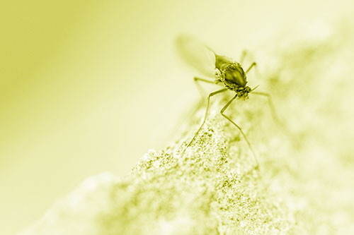 Chironomid Midge Fly Standing Along Rock Edge (Yellow Shade Photo)