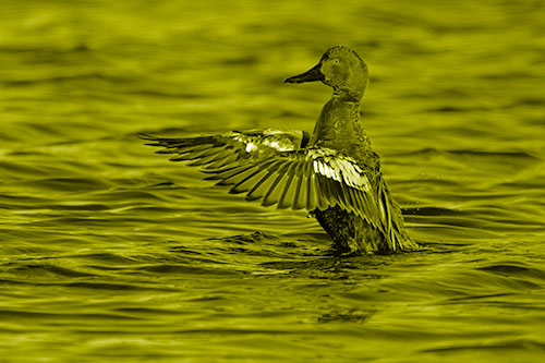 Cinnamon Teal Duck Flaps Wings Among Lake (Yellow Shade)