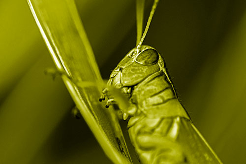 Climbing Grasshopper Crawls Upward (Yellow Shade Photo)