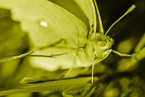 Cloudless Sulphur Butterfly Taking Stance (Yellow Shade)