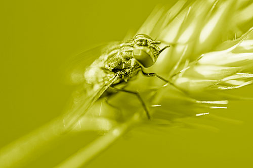 Cluster Fly Rests Atop Grass Blade (Yellow Shade Photo)
