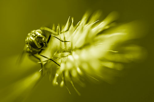Cluster Fly Rides Plant Top Among Wind (Yellow Shade Photo)