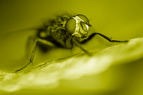 Cluster Fly Standing Atop Dead Sloping Autumn Leaf (Yellow Shade Photo)