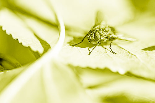 Cluster Fly Standing Atop Stacked Intersecting Leaves (Yellow Shade)