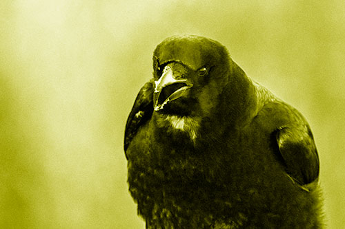 Cold Snow Beak Crow Cawing (Yellow Shade Photo)