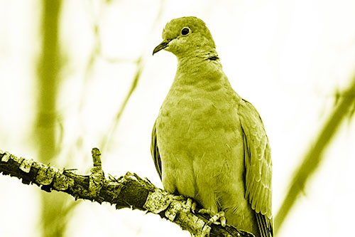 Collared Dove Perched Atop Peeling Tree Branch (Yellow Shade Photo)