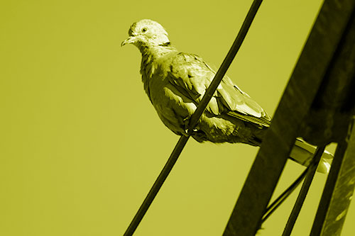 Collared Dove Perched Atop Wire (Yellow Shade Photo)