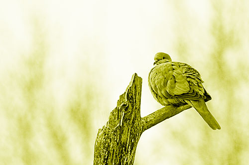 Collared Dove Sitting Atop Broken Tree (Yellow Shade)