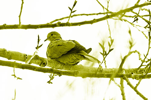 Collared Dove Sitting Atop Tree Branch (Yellow Shade Photo)