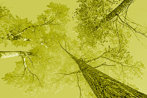 Colorful Towering Autumn Trees Among Clear Sky (Yellow Shade)