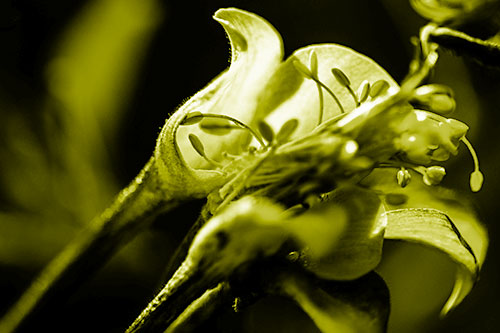 Columbine Flower Face Embracing Sunlight (Yellow Shade)