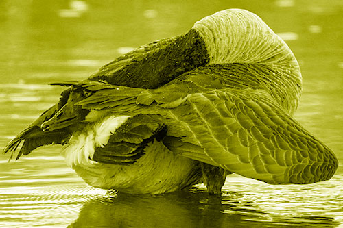 Contorting Canadian Goose Playing Peekaboo (Yellow Shade Photo)