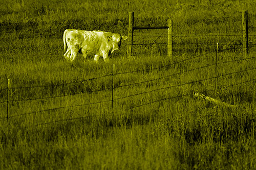Cow Glances Sideways Beside Barbed Wire Fence (Yellow Shade Photo)