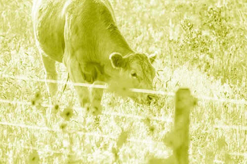 Cow Snacking On Grass Behind Fence (Yellow Shade Photo)