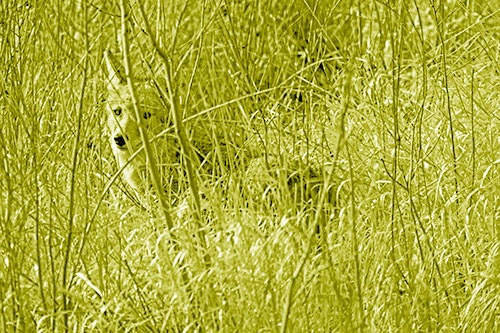 Coyote Makes Eye Contact Among Tall Grass (Yellow Shade Photo)