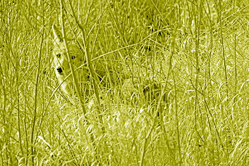 Coyote Makes Eye Contact Among Tall Grass (Yellow Shade)