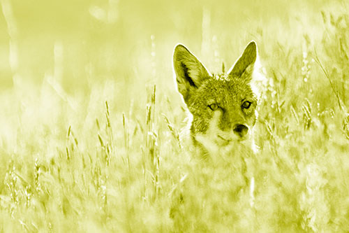 Coyote Peeking Head Above Feather Reed Grass (Yellow Shade Photo)