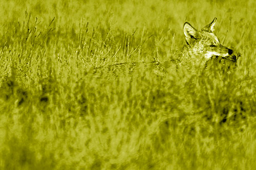Coyote Running Through Tall Grass (Yellow Shade Photo)