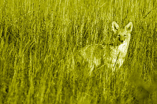 Coyote Watches Among Feather Reed Grass (Yellow Shade Photo)