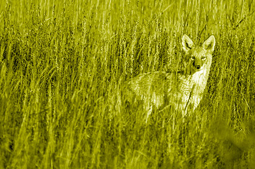 Coyote Watches Among Feather Reed Grass (Yellow Shade)